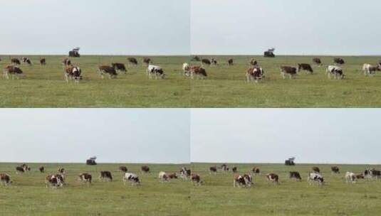 航拍呼伦贝尔草原牛群-251高清在线视频素材下载