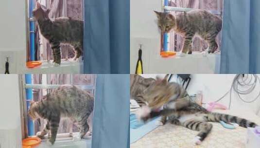 家里饲养的猫咪高清在线视频素材下载