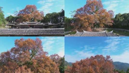 千百年枫叶树林飘落叶黄红了美丽乡村振兴高清在线视频素材下载