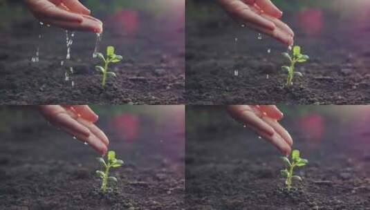 浇灌植物幼苗高清在线视频素材下载