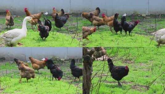 乡村山林散养鸡高清在线视频素材下载