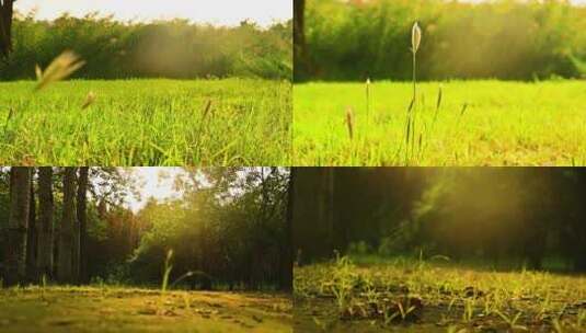 金色夕阳逆光草地上的小草夕阳西下高清在线视频素材下载