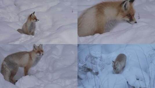 新疆喀纳斯雪地里的狐狸合集高清在线视频素材下载