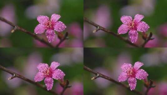 春天粉色樱花早樱花卉高清在线视频素材下载