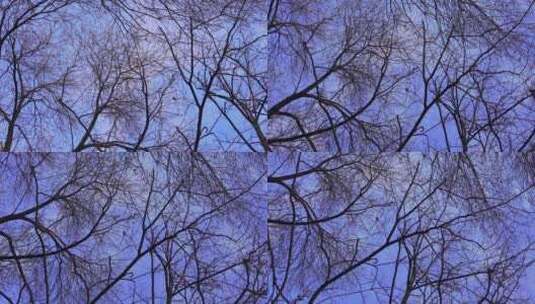 北方冬天枯树树枝蓝天低角度运镜高清在线视频素材下载