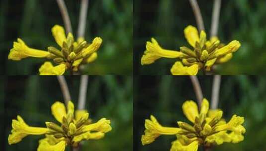 春天风铃花黄色花卉微距特写高清在线视频素材下载