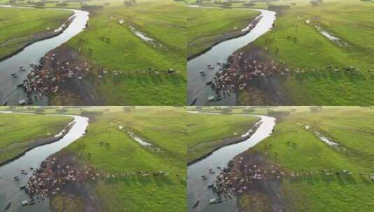 额尔古纳湿地牧场高清在线视频素材下载