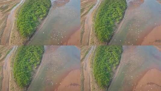 湛江乐民港红树林白鹭滩涂湿地保护区航拍高清在线视频素材下载