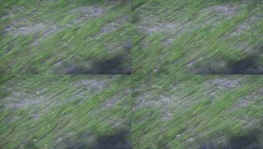绿色的水草在水里高清在线视频素材下载