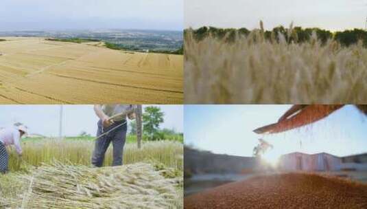 乡村振兴乡村生活种植粮食农民耕种4高清在线视频素材下载