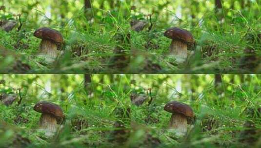 森林地面上的蘑菇高清在线视频素材下载