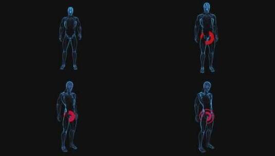 前列腺的概念垂直动画高清在线视频素材下载