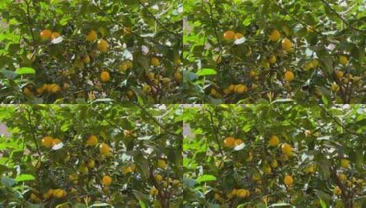 柠檬树与柠檬准备收获。高清在线视频素材下载