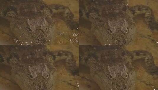尼罗河鳄鱼涉水在寡妇保护区高清在线视频素材下载