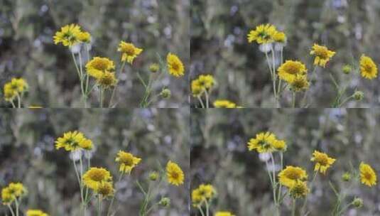 高清实拍风吹花动高清在线视频素材下载