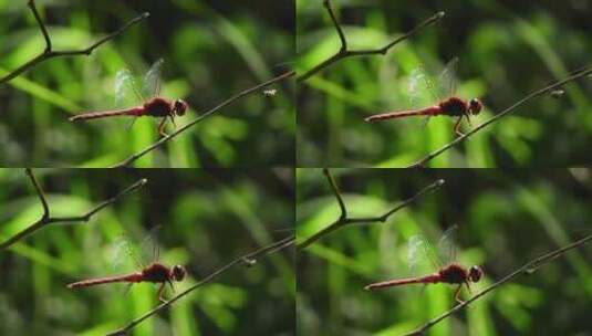 红蜻蜓栖息在树枝上高清在线视频素材下载