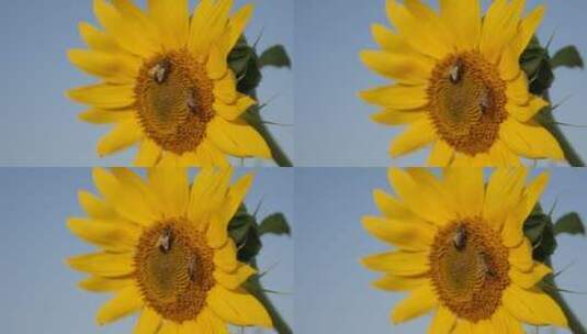 昆虫在向日葵上工作高清在线视频素材下载