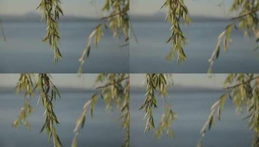 湖水边摇曳的柳树枝实拍高清在线视频素材下载