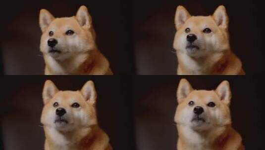 日本柴犬宠物狗摄影棚4K高清在线视频素材下载
