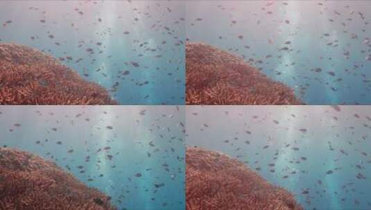 小鱼在珊瑚礁上游泳高清在线视频素材下载