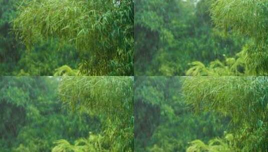 热带森林暴雨的长镜头高清在线视频素材下载
