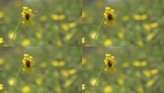 蜜蜂趴在黄花上传粉高清在线视频素材下载
