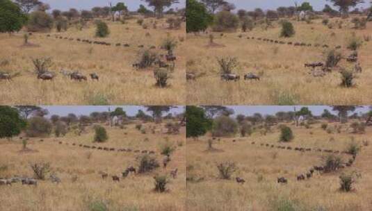 角马在非洲坦桑尼亚塞伦盖蒂平原迁徙高清在线视频素材下载