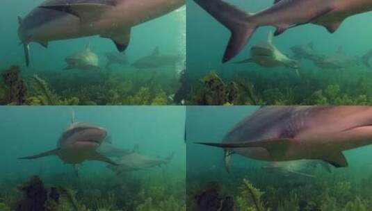 礁鲨游过加勒比海的珊瑚礁高清在线视频素材下载