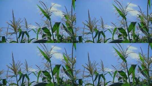 玉米秆在微风中摇曳高清在线视频素材下载