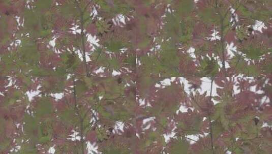 秋天枫叶红叶LOG视频素材高清在线视频素材下载