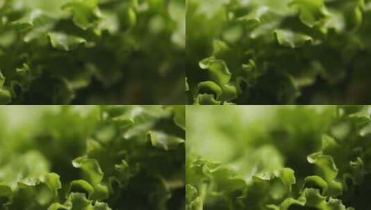 绿色菜叶蔬菜叶子高清在线视频素材下载