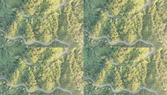俯拍绿色森林蜿蜒盘山公路高清在线视频素材下载