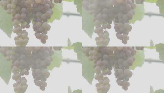 滴水的葡萄高清在线视频素材下载