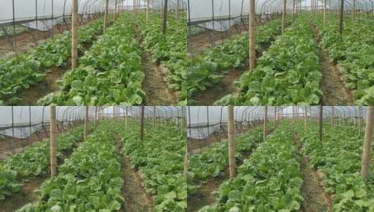 实拍农业种植蔬菜高清在线视频素材下载