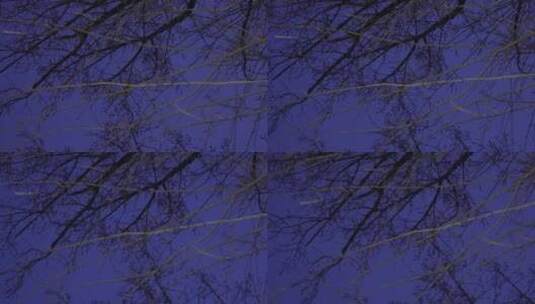 冬季夜晚天空树枝恐怖凄凉枯枝树木高清在线视频素材下载