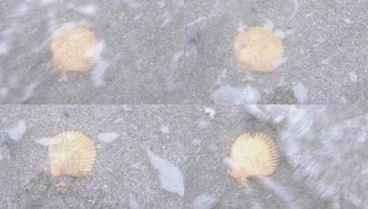 雷州海边贝壳1高清在线视频素材下载