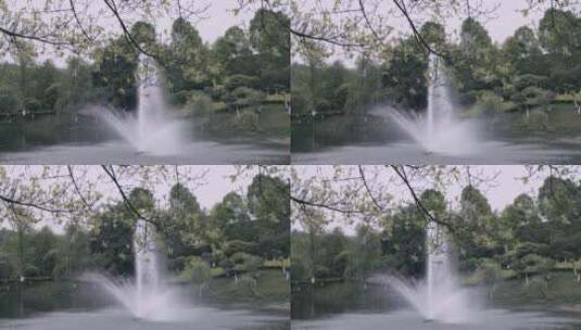 黄桷树下的喷泉高清在线视频素材下载