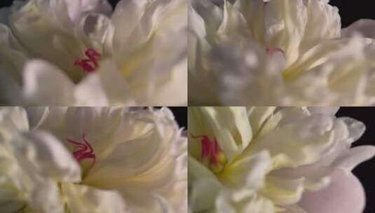 【镜头合集】鲜花摄影芍药洋牡丹升格高清在线视频素材下载