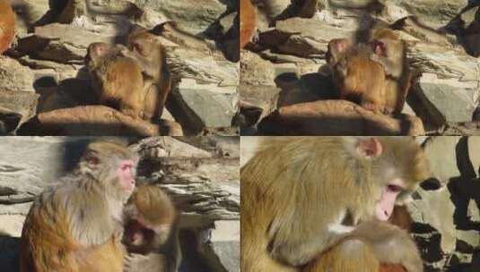 【镜头合集】猴山猴子抱在一起取暖抓虱子高清在线视频素材下载