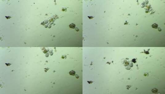 生命科学纪录片素材，显微镜下的生物，轮虫4高清在线视频素材下载