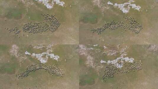 从空中俯瞰一群羊群高清在线视频素材下载