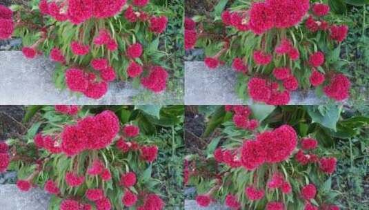 美丽的红色鸡冠花植物高清在线视频素材下载