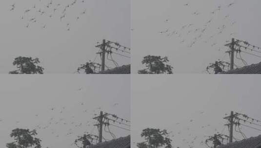 鸽子 飞翔的鸽子 log素材高清在线视频素材下载