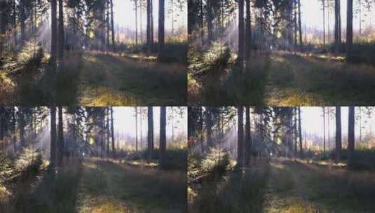 宁静的森林高清在线视频素材下载
