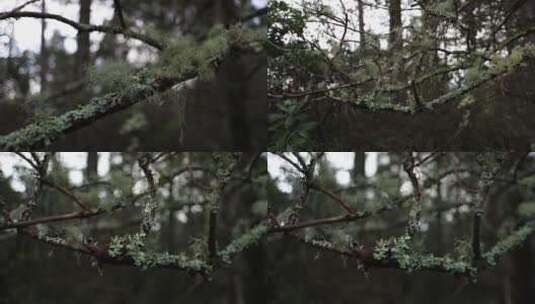 雨季森林树枝苔藓高清在线视频素材下载