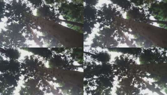 树林背景梦幻森林森林公园森林美景高清在线视频素材下载