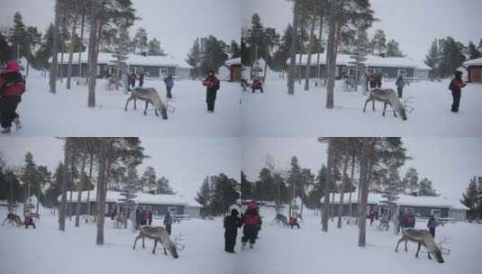 芬兰雪地里的驯鹿场高清在线视频素材下载