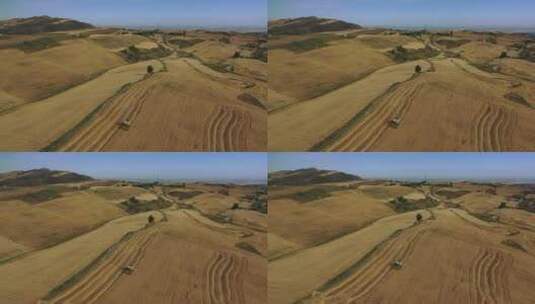 新疆江布拉克田园麦田秋天收割小麦高清在线视频素材下载