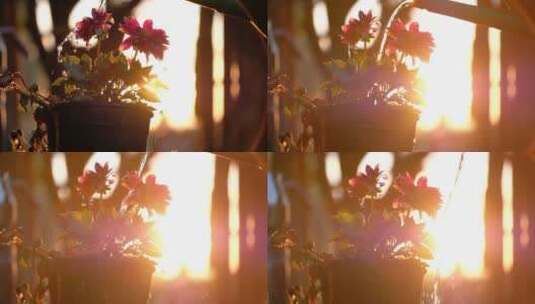 落日下的花朵高清在线视频素材下载