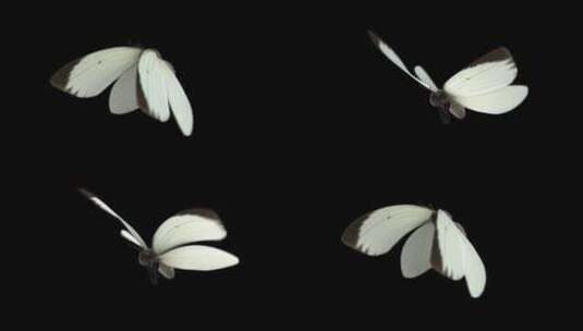 蝴蝶带透明通道高清在线视频素材下载